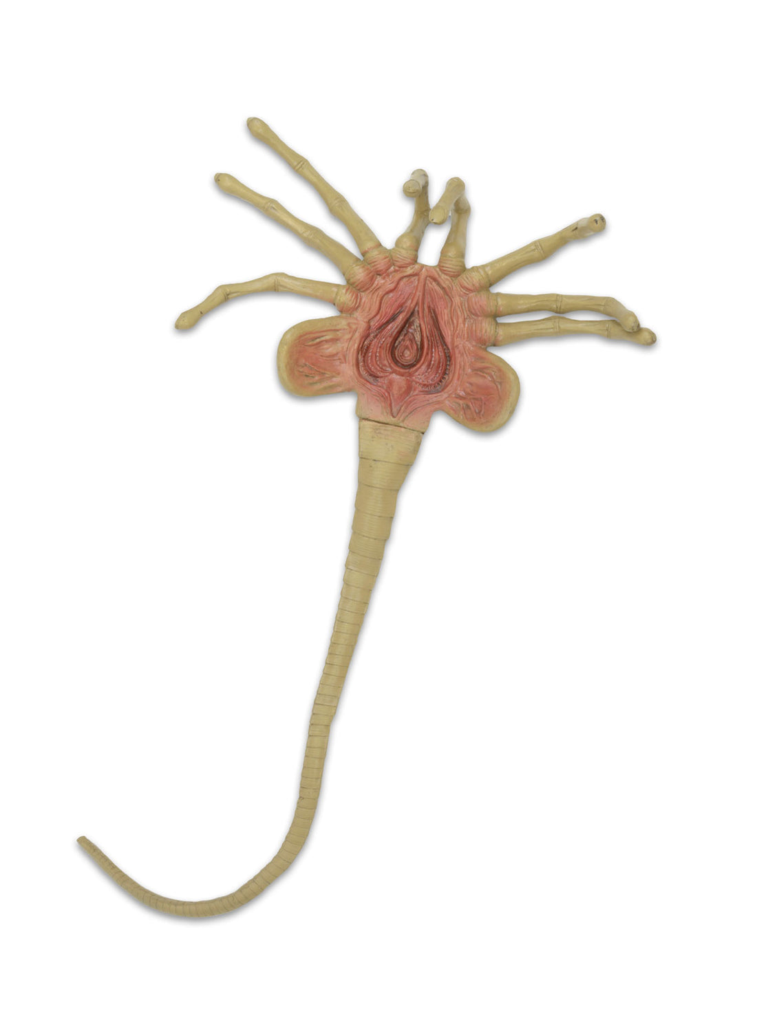 BUY ALIEN - LIFE-SIZE FACEHUGGER FOAM PROP REPLICA | NECA ONLINE AU