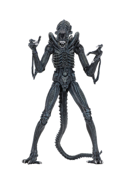 BUY NOW - ALIENS ULTIMATE ALIENS WARRIOR (1986) BLUE – 7″ SCALE ACTION FIGURE | NECAONLINE.COM.AU